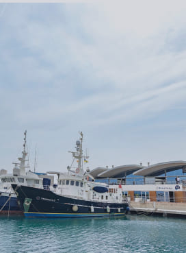 Marina burriananova amarres
